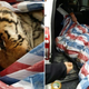 Illustration for article titled Police Find Tiger In A RAV4 During Traffic Stop